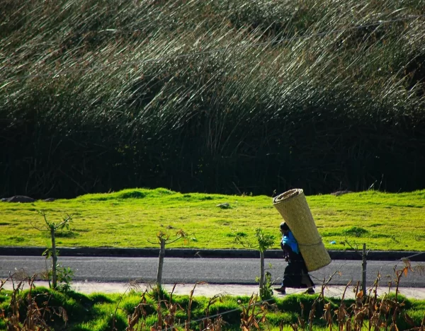 Totorales y Wanpu Allpa