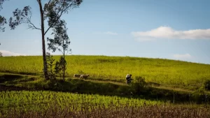Cosecha-campo-otavalo