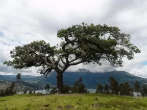 lechero-laguna-otavalo