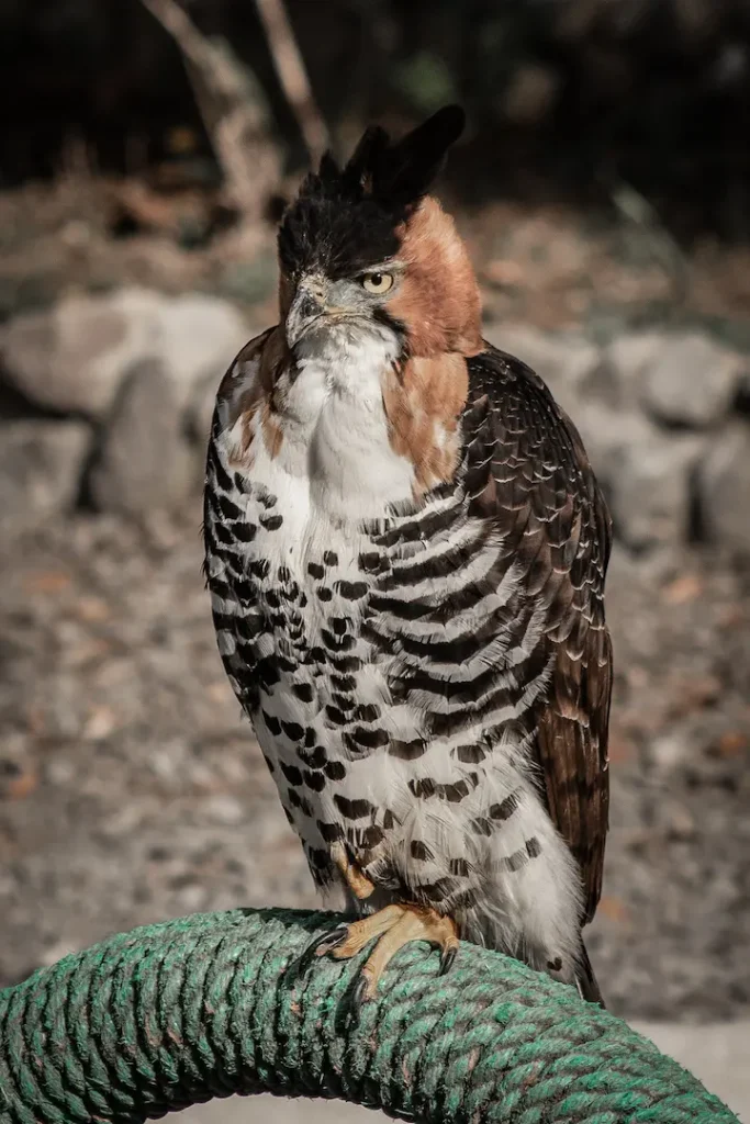 Águila-Parque Condor