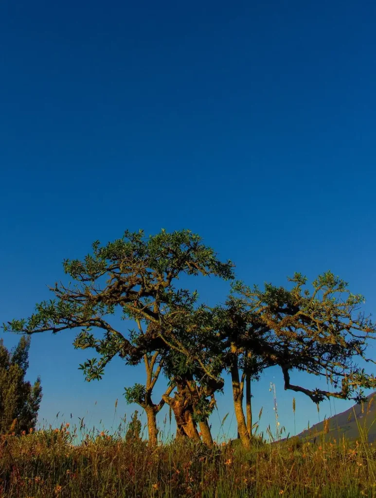 Arbol Milenario-El Lechero