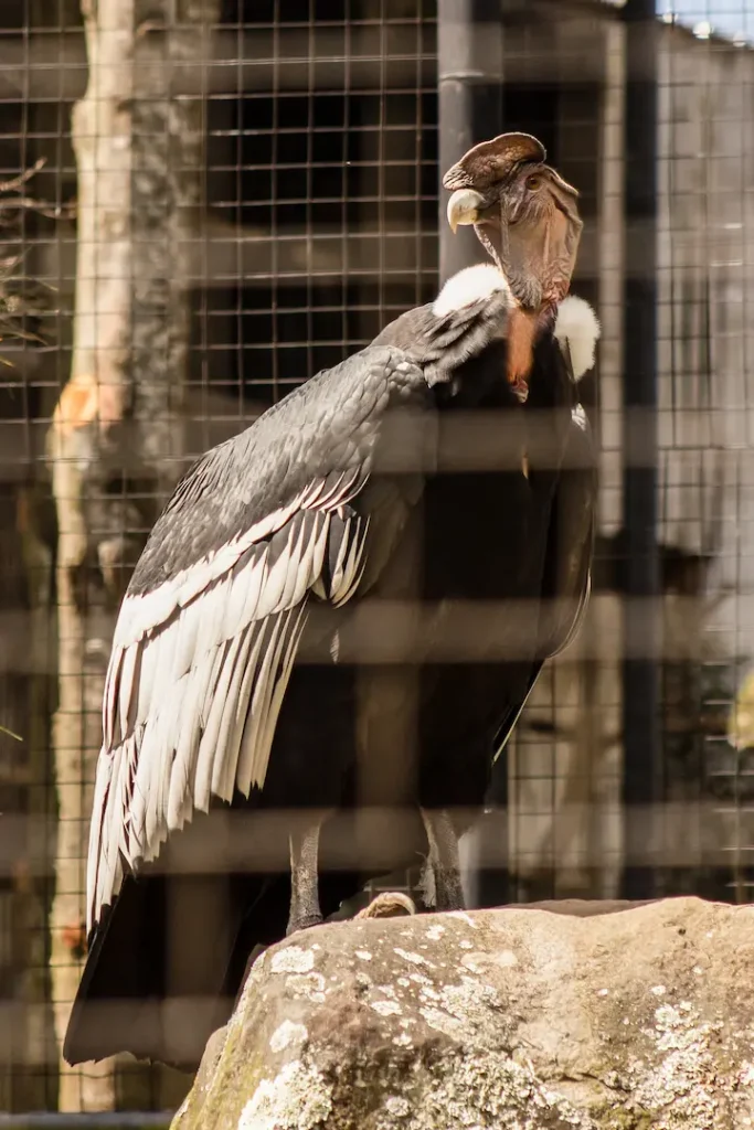 Condor- Parque Condor