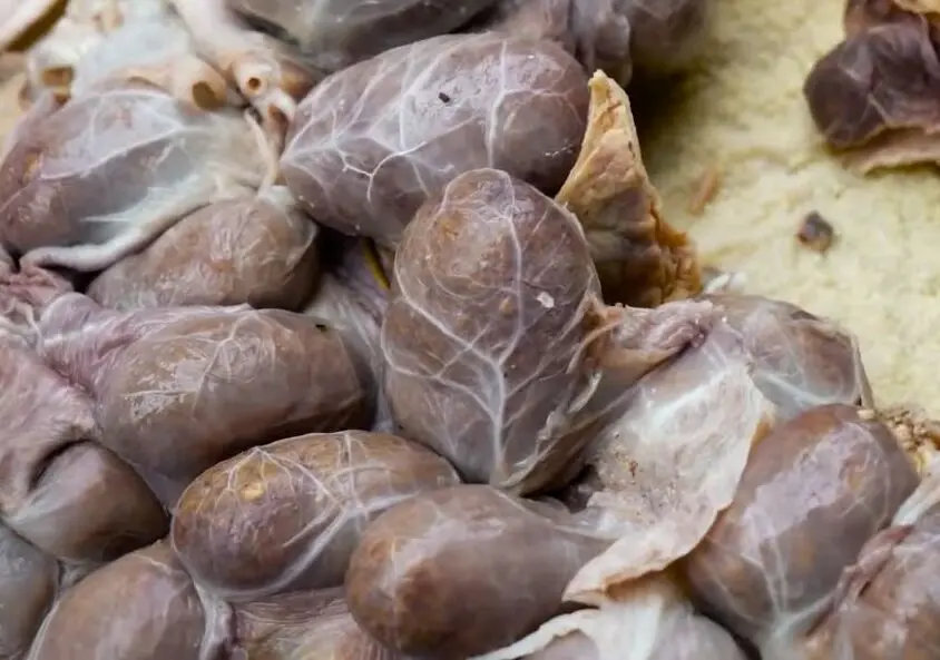 Guaguamama - Comidas exóticas de Otavalo